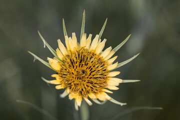 The Tragopogon dubius, commonly known as goat's beard, is a botanical marvel that captivates with its unique and enchanting characteristics. Its vibrant yellow petals resemble a radiant sunburst