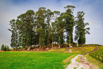 Grove in the city's seaside park