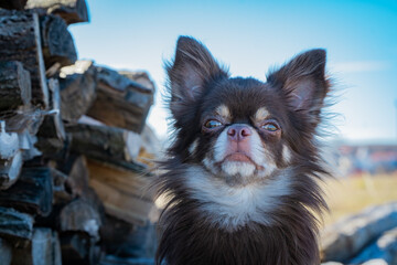 Ein Portrait eines süßen Chihuahus names Filou