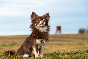 Ein Portrait eines süßen Chihuahus names Filou