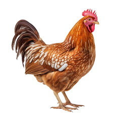 Fototapeta premium Chicken hen isolated on transparent background Generative AI