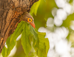 A Brown headed barbet