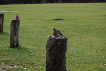 Bird on a log
