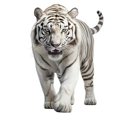 Close up of a big white tiger Generative AI