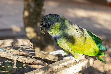 green parrot on a branch
