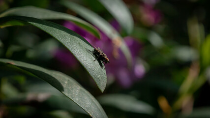 owad, mucha siedząca na liściu - makro
