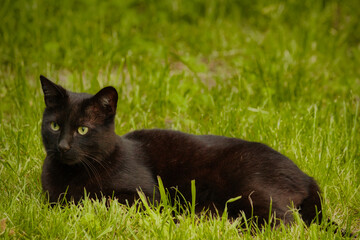 Katze im Grünen - Draußen - Outdoor - Hauskatze - Tier - Animal - Cat - Kitten - Portrait - Close...