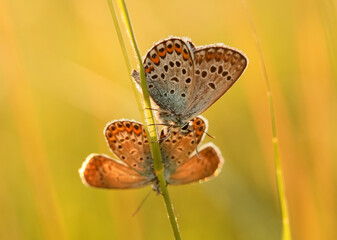Makro pary motyli Modraszka Argusa na łące - obrazy, fototapety, plakaty
