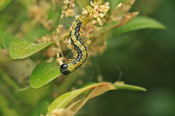 Raupe des Buchsbaumzünslers schädigt Buchsbaum