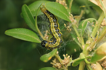 Raupe des Buchsbaumzünslers schädigt Buchsbaum