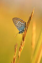 Fototapeta na wymiar Makro motyla Modraszka Argusa na łące