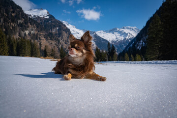 Portrait von einem süßen Chihuahua namens Filou
