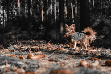 Portrait von einem süßen Chihuahua namens Filou