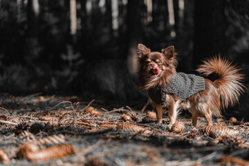 Portrait von einem süßen Chihuahua namens Filou