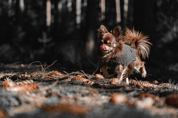 Portrait von einem süßen Chihuahua namens Filou