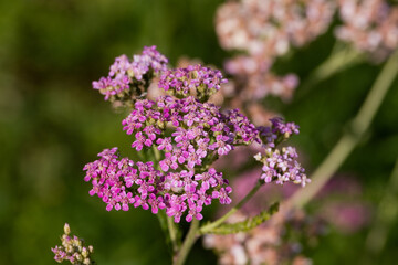 Beautiful colored macro wildflowers in the garden on a sunny day in summer or spring