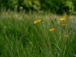 Buttercup flowers in English summer field bokeh medium shot