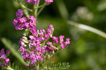 A bee stands on top of a bunch of flowers on a sunny spring or summer day in a garden