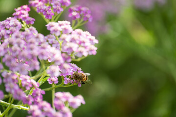 A bee stands on top of a bunch of flowers on a sunny spring or summer day in a garden