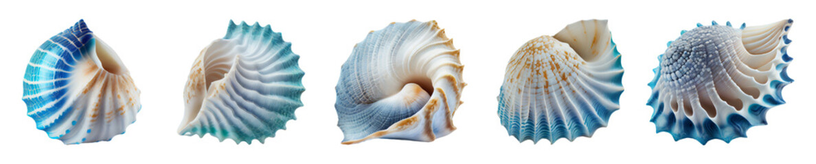 collection of beautiful white and blue seashells. Isolated on the transparent background.	 - obrazy, fototapety, plakaty