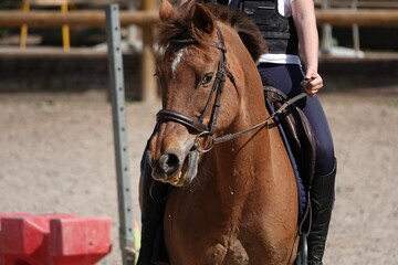 Obraz premium Un cheval au galop lors d'un entrainement d'équitation 