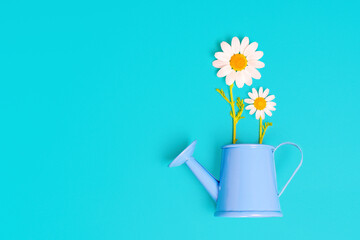 Daisies in a Blue Toy Watering Can on a Blue Background © Katie Chizhevskaya