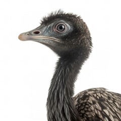 Emu isolated on white background, generate ai