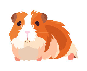 Fluffy cute hamster sitting