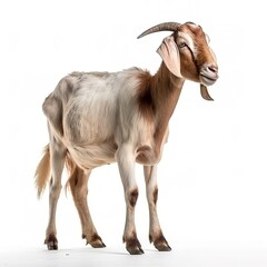 Goat isolated on white background, generate ai