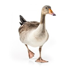 Goose isolated on white background, generate ai