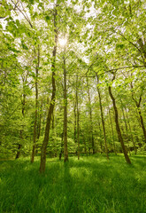 Fototapeta na wymiar Eine zauberhafte Waldwiese im jungen frühlingshaften Wald. Die Sonne scheint durch das lockere Blätterdach und taucht alles in ein frische Grün.