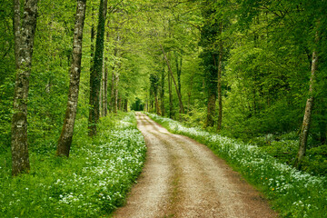 Weisse Blüten säumen den Waldweg bis zum Horizont. Weiches Licht lässt das Laub in frischem Grün erscheinen.