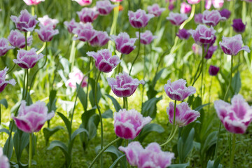 Obraz premium Many blossoming purple tulips, flower field
