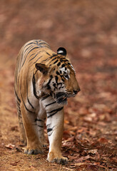 A tiger coming out in open area at Tadoba Andhari Tiger Reserve, India