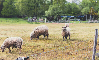 Obraz premium sheep in the field