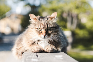 Obraz premium cat in the garden