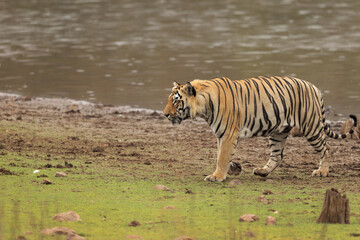 A tiger near telia lake, Tadoba Andhari Tiger Reserve, India