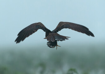 Eurasian Marsh harrier with a coot chick kill at Bhigwan bird sanctuary, Maharashtra