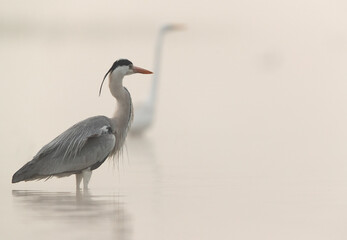 Closeup of a  grey heron in the foggy morning at Bhigwan bird sanctuary, India