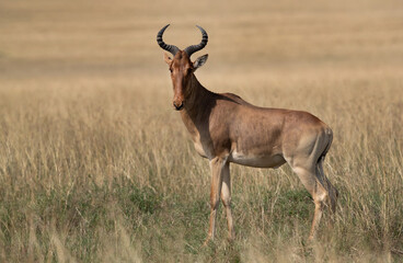Portrait of a Hartebeest at Masai Mara, Kenya