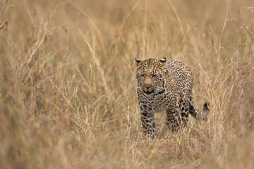 Fototapeta na wymiar Leopard in the savannah grassland, Masai Mara, Kenya