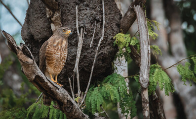 Brown falcon perched in the tropical jungle of Yucatan surrounded by green vegetation with soft light 