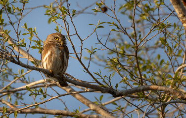 Small brown howl perched in a tree of the tropical green forest in the Yucatan peninsula at sunset with blue sky