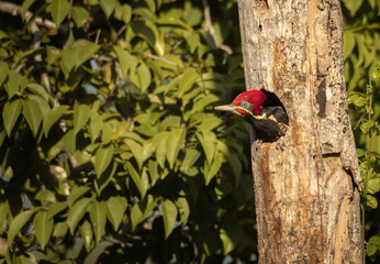 Tropical woodpecker with red feathers coming out of its nest in a tree of the tropical green forest of Yucatan during golden hour