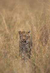 Fototapeta na wymiar Leopard walking in the grassland, Masai Mara, Kenya