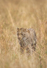 Leopard walkng in savannah grassland, Masai Mara, Kenya