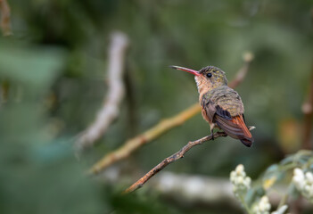 Small green and cinnamon hummingbird with red beak perched in the tropical forest of Yucatan with blurry background 