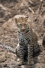 Obraz na płótnie Canvas Closeup of a leopard, Masai Mara, Kenya
