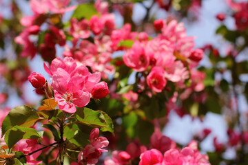 apple tree with red flowers in spring garden. Beautiful red flowers of malus purpurea. Ornamental malus apple tree plant