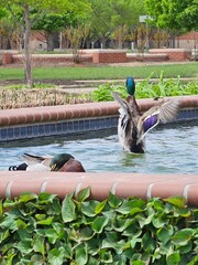 fountain in the park
